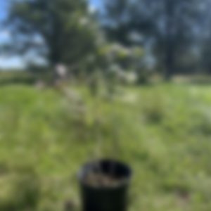 Artbre à noix à vendre rustique pour l'Abitibi