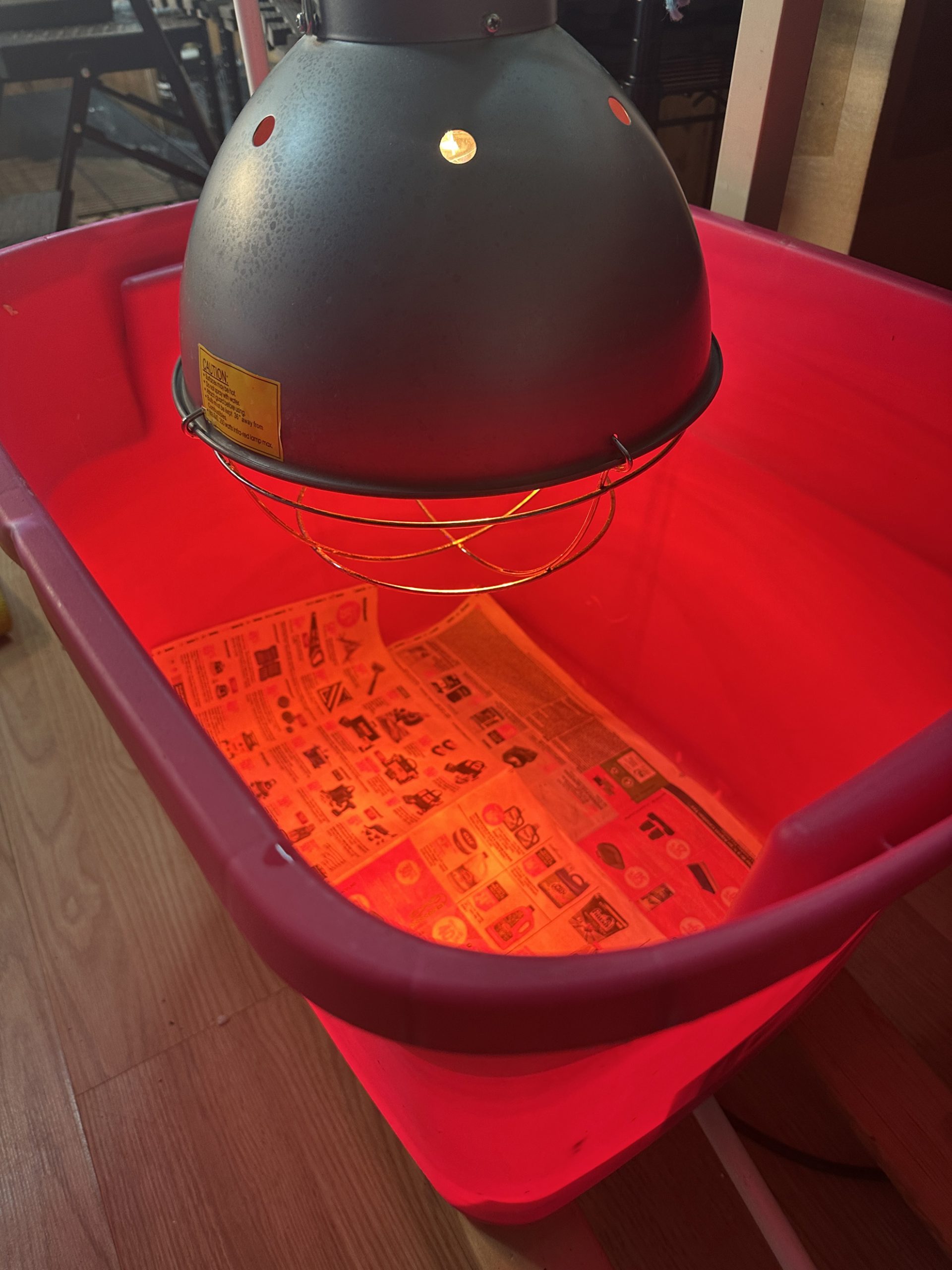 contenant pour l'élevage de poussins avec litière de papier journal et lampe chauffante